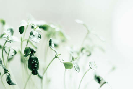 Green sprouts of young greenery macro shootingの写真素材