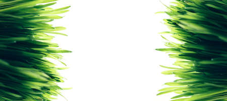 Banner with fresh green grass on white background