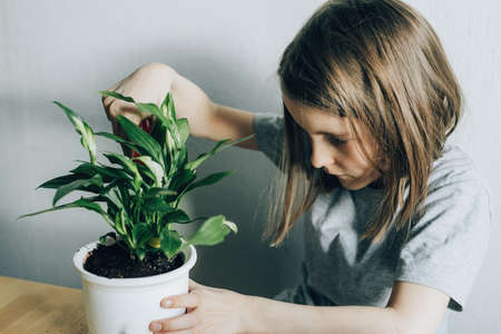 Girl transplanting a plant at home, floriculture as a hobbyの写真素材