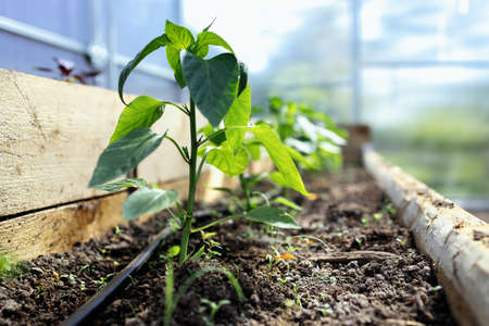 Bed with tomato sprout, baby tomato plant in raised rarden