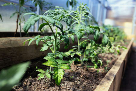 Bed with tomato sprout, baby tomato plant in raised rarden