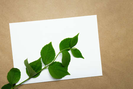 Letter form and plant branch on kraft paper background top view