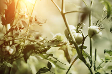 Unripe tomato on a branch in a greenhouse in the rays of the sunの写真素材