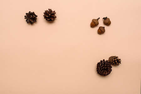 cones and acorns on the table. space for textの写真素材