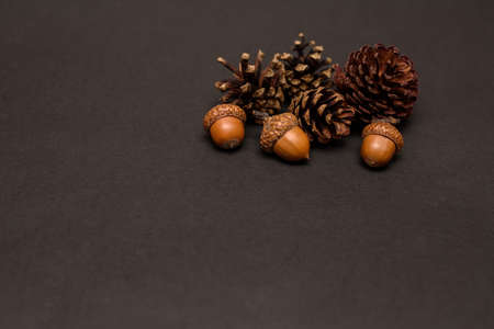 cones and acorns on the table. space for textの写真素材