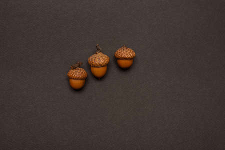 three acorns on a uniform backgroundの写真素材