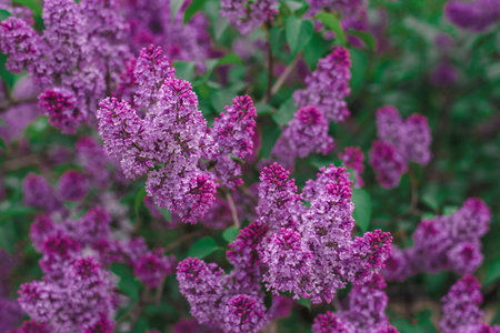 many bright purple lilac flowers