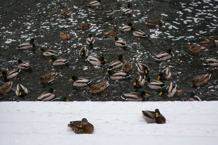 many ducks swim in the winter pondの写真素材