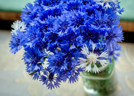 a small bouquet of blue flowers cornflower stands in a vase on the window