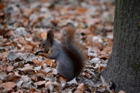 squirrel drinks water from a leaf in an autumn park with many foliage