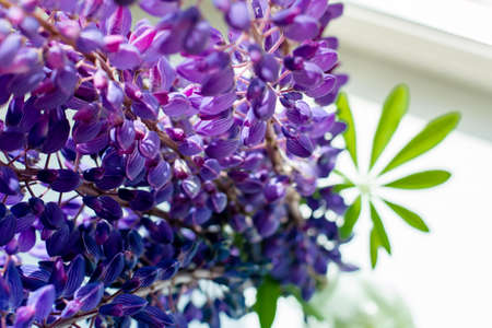 top view on a bouquet of lupinsの写真素材