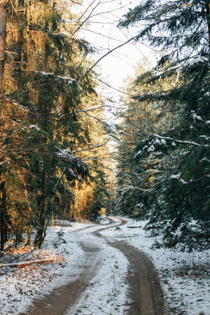 narrow forest road on a winter sunny morning. Pine forestの写真素材