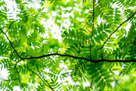 view of the sky through a branch of a linden tree. sunlight shines through the leavesの写真素材