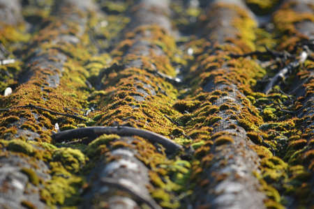 old slate roof that is overgrown with moss. close-up photoの写真素材