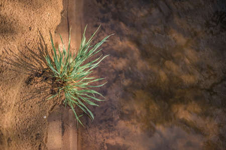 bush of grass on the contact of the river bank and water