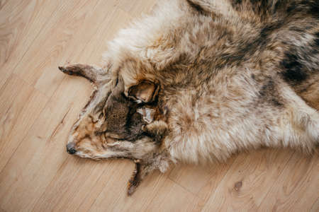 tanned wolf skin lies on the wooden floor