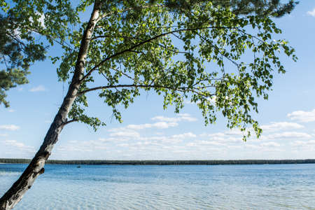 birch on the lake. a fisherman swims away in a boatの写真素材