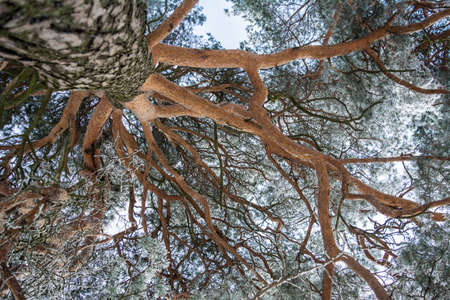 under the crown of a lush park branching pineの写真素材