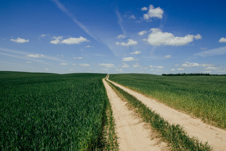 Green field with young ears of rye