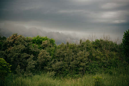 Forest and dramatic sky before storm. Dark ominous clouds.