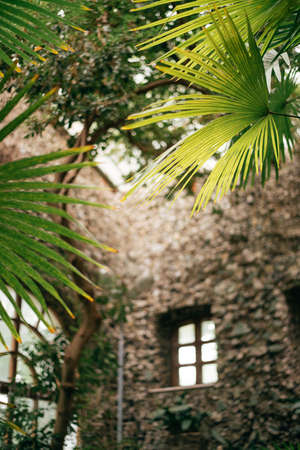 Green leaves, tropical plant growing in greenhouseの写真素材