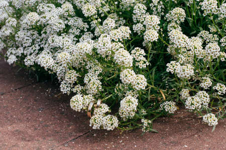 wedding rings in white flowers of lungwort