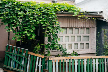 The veranda of the house is green grapesの写真素材