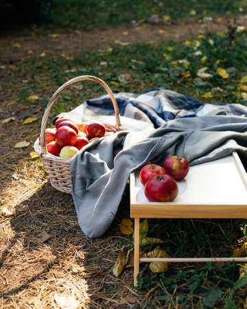 Organic apples in a basket in autumn grass. Fresh apples in natureの写真素材