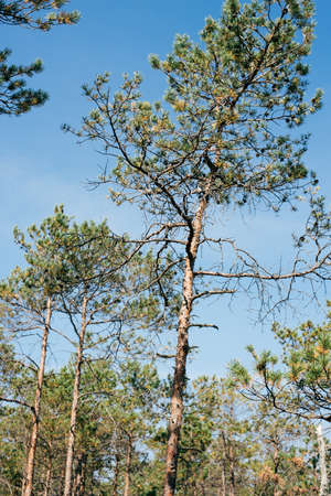 pine tree with dry bark in the forestの写真素材