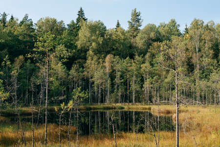 small forest lake surrounded by trees