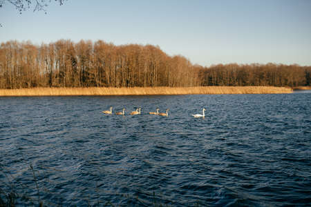 Young swans with gray plumage calmly swim on the lake on a sunny day.の写真素材