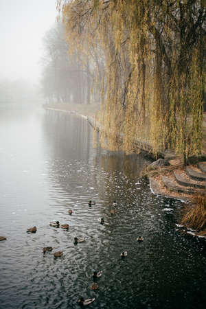 ducks swim in a foggy autumn riverの写真素材