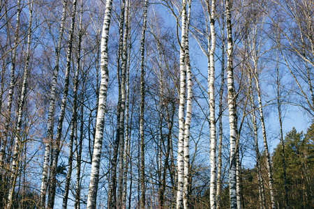Beautiful landscape with white birches against blue sky.の写真素材