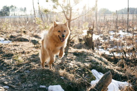 red funny dog runs into the cameraの写真素材
