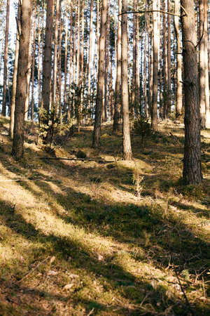 spring pine forest in sunny weather