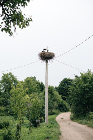 European white stork. Single stork in the nest in spring