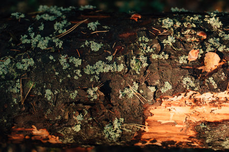 tree bark illuminated by the autumn sun. High quality photoの写真素材