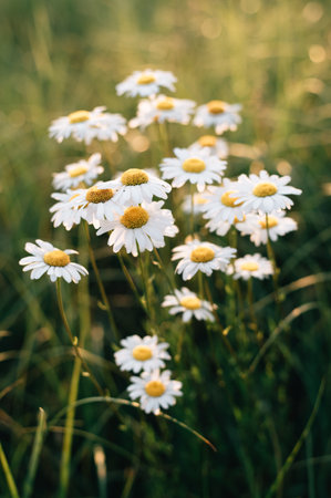 Daisy in a meadow rich in flowers at dawn. High quality photoの写真素材