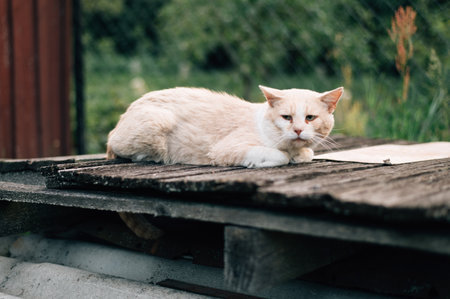the cat lies and looks into the frame. High quality photoの写真素材