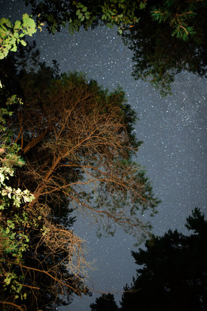 starry sky through the pines. High quality photo