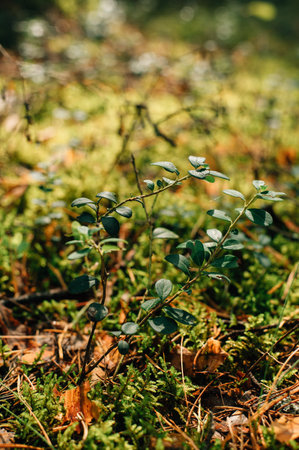 leaves wild berry cranberries backgroundの写真素材
