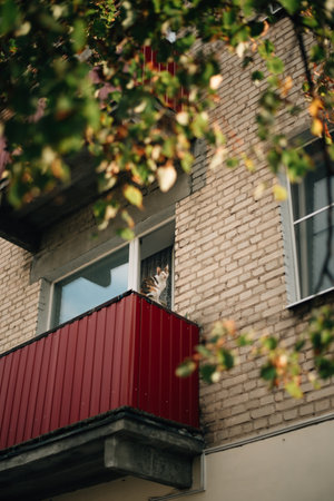 the cat is sitting on the balcony. High quality photoの写真素材