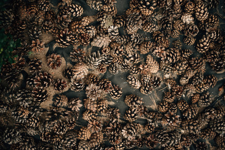 a scattering of cones on the ground. High quality photo
