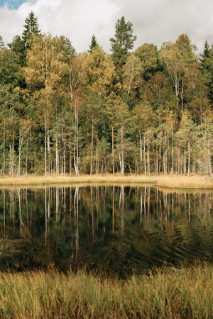 A small pond in the middle of a forest. High quality photoの写真素材
