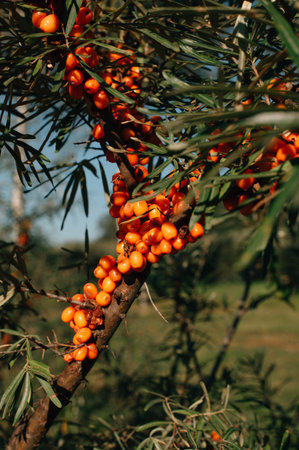 large sea buckthorn berries on branches. High quality photoの写真素材