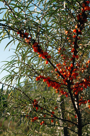 large sea buckthorn berries on branches. High quality photo