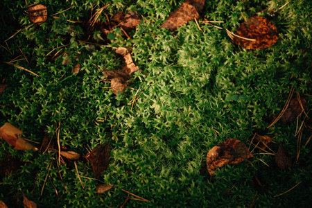 moss in autumn sunny forest. High quality photoの写真素材