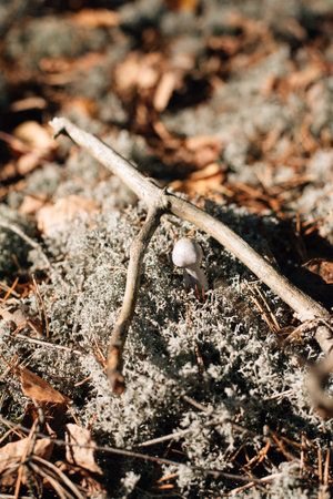 blue moss in autumn sunny forest. High quality photoの写真素材
