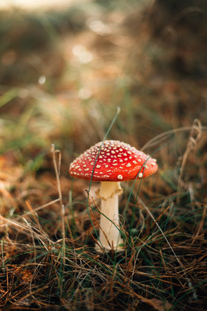 Toxic and hallucinogen mushroom Fly Agaric in grass on autumn forest backgroundの写真素材