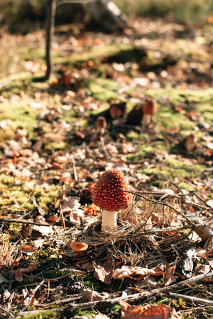 Toxic and hallucinogen mushroom Fly Agaric in grass on autumn forest background